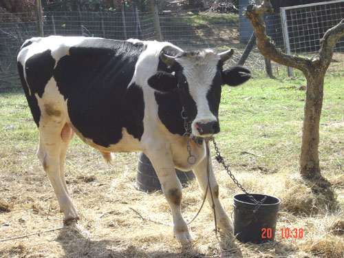 tantissimi animali all'agriturismo cisogna