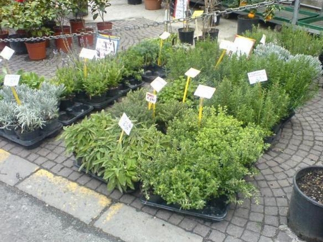 Coltivazione piante aromatiche e officinali