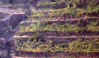 Enoteche e Vini Liguria