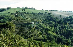 Ristoranti Marche: Il Fontanino