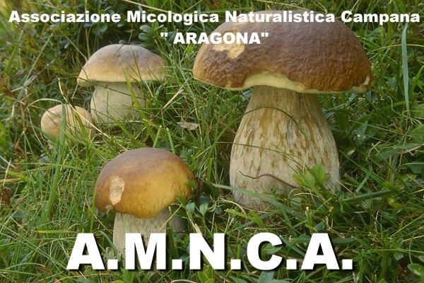 Associazione Micologica Naturalistica Campana "ARAGONA"